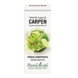 Extract din muguri de Carpen, 50 ml, Plant Extrakt