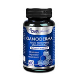 Ganoderma Reishi Triterpense Estandarizado, 60 cápsulas, DVR Pharm