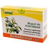 Knoppen van Granaatappel, Gemoderivat, 30 eenmalige doses, Hofigal