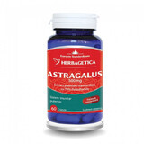 Astragale 500 mg, 60 gélules, Herbagetica