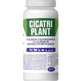 Cicatri Polvo cicatrizante vegetal, 100 g, Pasteur