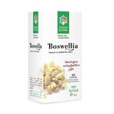 Boswellia, 60 capsule, Steaua Divină