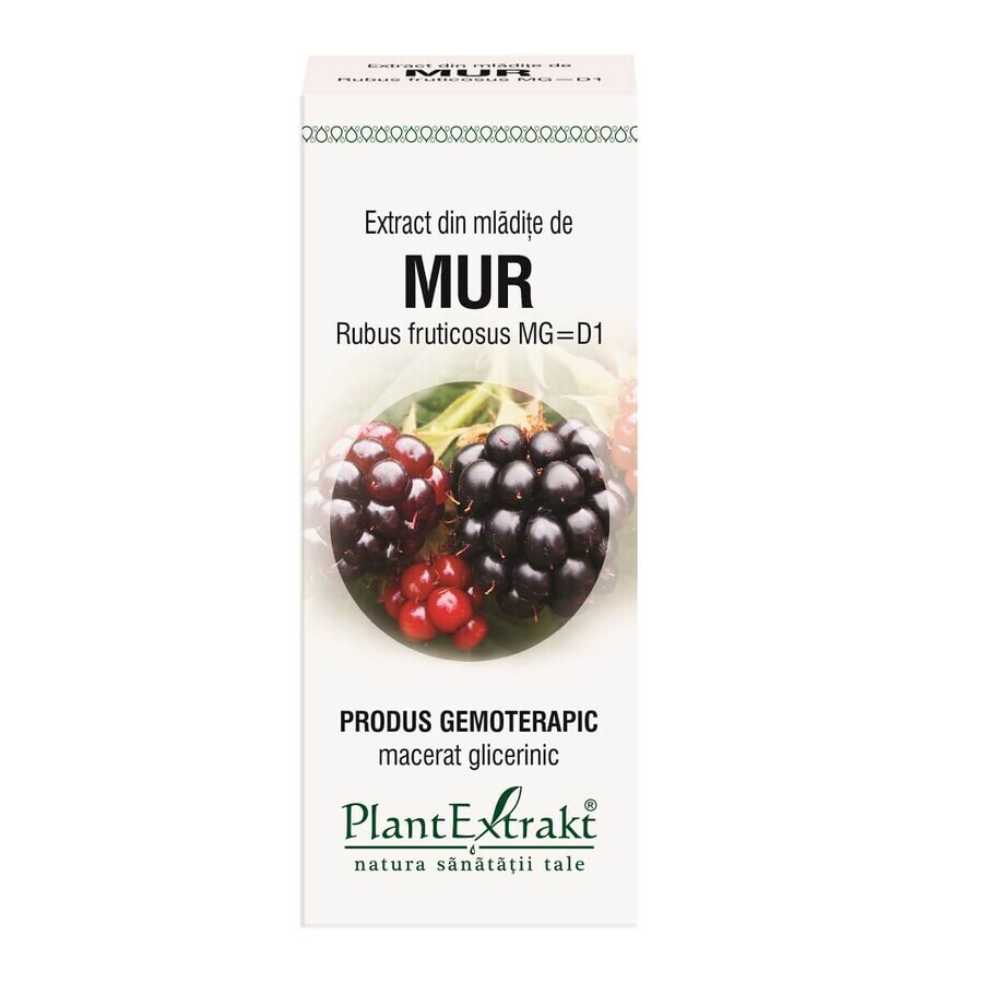 Extrait de bourgeon de mûrier, 50 ml, Plant Extrakt