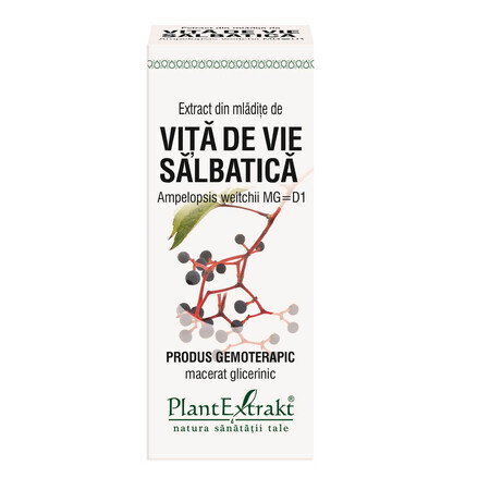 Extracto de vid silvestre, 50 ml, Plant Extrakt