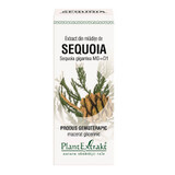 Sequoia knop extract, 50 ml, Plantenextrakt