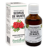 Extracto de yemas de Scorus, 50 ml, Plant Extrakt