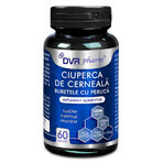 Ciupera de cerneala, 60 capsule, DVR Pharm