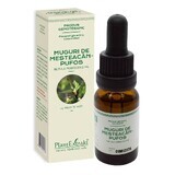 Brotes de abedul, 15 ml, Plant Extrakt