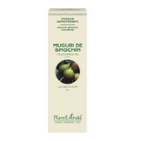 Brotes de higo, 15 ml, Plant Extrakt