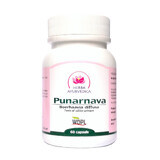 Punarnava, urinary tract tonic, 60 capsules, Ayurvedic Herb