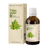 Tintura de Talpa Gastei, 50 ml, Dacia Plant