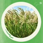 BoboVita Cereale de orez, banane, fără lapte, fără gluten, după 6 luni, 180 g