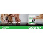 FRONTLINE COMBO spot-on for dogs XL 1x4,02 ml, solution for dogs (40-60 kg)