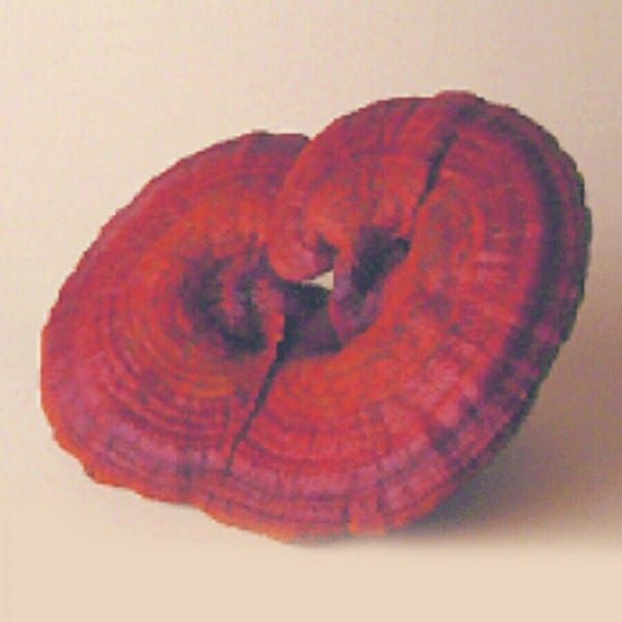 MRL Reishi Ganoderma lucidum 90 comprimidos