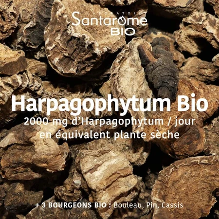 Santarome Harpagophytum 2000 20 fiolek Organiczny ból stawów: ceny i cechy