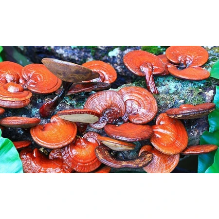 Oferta Paquete Ganoderma, 2x60 cps, Planta Dacia