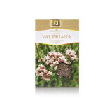 Té de valeriana, 50 g, Stef Mar Valcea