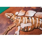 Joc magnetic educativ -Stegosaurus