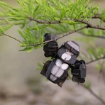 3D geluidspuzzel - Gorilla, bouw 'n' geluid