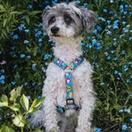 MAX & MOLLY Little Monsters, pettorina doppia (petto e schiena) per cani, poliestere, blu, fibbia a tridente, S(43-53 x 1,5 cm)