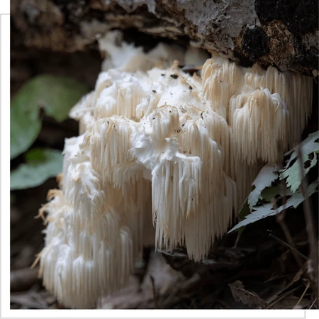 MYQO coneflower - Coamă de leu - Hericium, capsule, 90 buc.