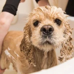 Dr. Lucy Eco, puppy shampoo, 200 ml