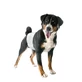 PANNOLINI FASC CANI MASC 1 12P