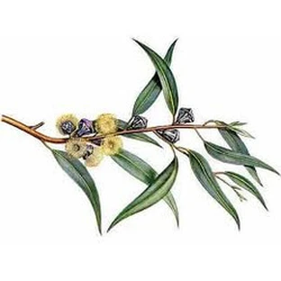 Fruits entiers d'eucalyptus 100 g