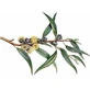 Fruits entiers d'eucalyptus 100 g