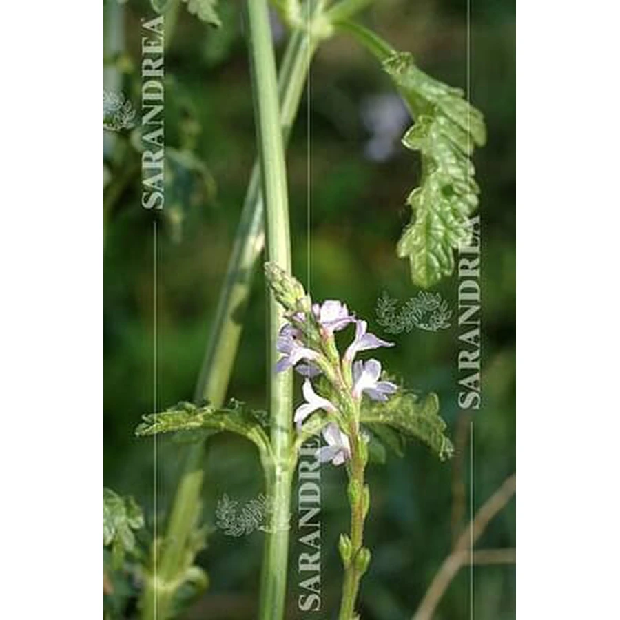 Verbena 100 Ml picături