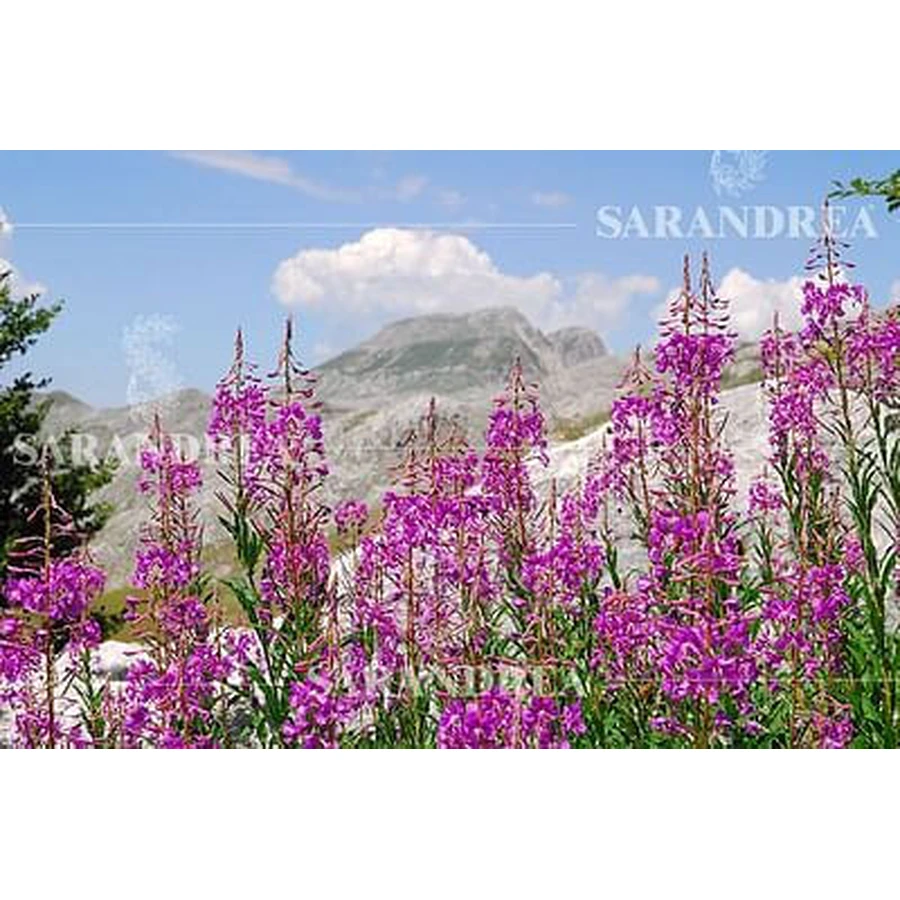Epilobium Minor 60 ml Tropfen