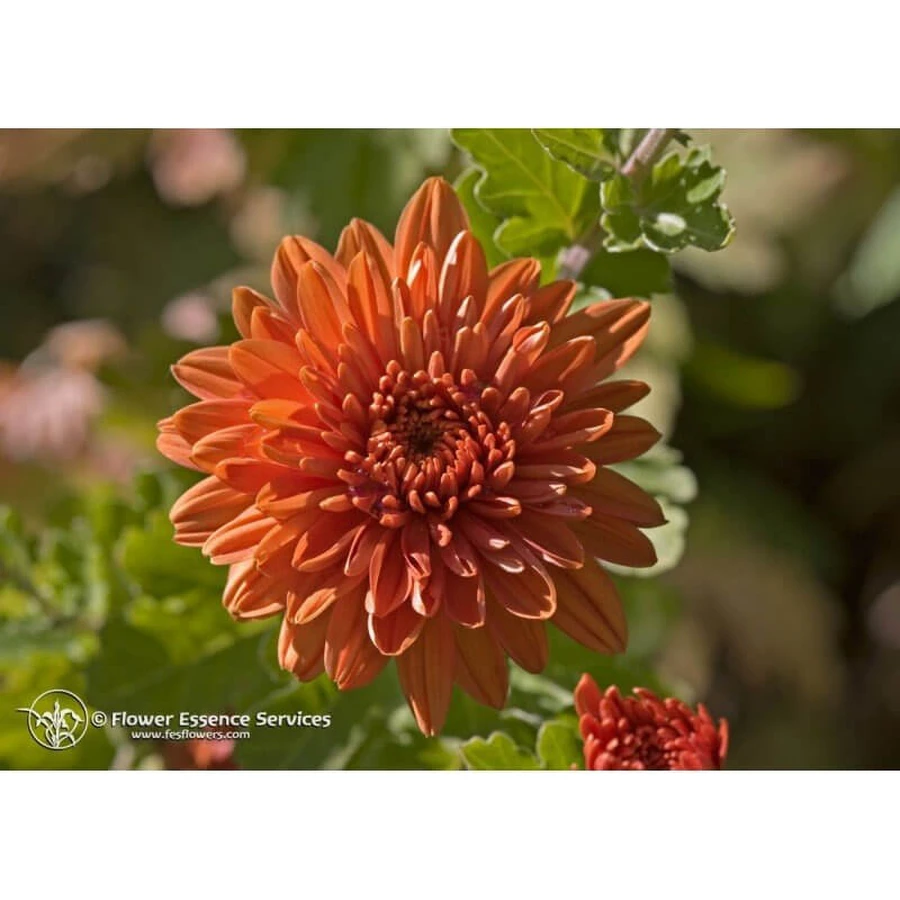 Natur Crisantemo (Chrysanthemum Morifolium) Esencias Californianas 7,4ml