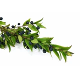 Hele mirtebessen 100 g voor infusie