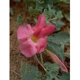 TSA HARPAGOPHYTUM 50ML