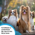 Zoma vet Zomavet huile de poisson 93 saumon - aliment complémentaire pour chiens et chats pour le sisitème immunitaire 20x10 ml
