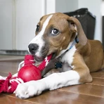 Kong Kong pelota - juguete para perro con cuerda colores surtidos talla s