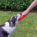 Ferplast Smile Large – pierścień dentystyczny z kryształkami wodorowęglanu i aromatem mięsnym, przeznaczony do higieny jamy ustnej u psów średniej wielkości: ceny i cechy