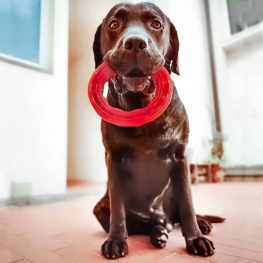 Ferplast Smile large - anello dentale con cristalli di bicarbonato e aroma carne per igiene orale cani taglia grande