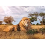 Clementoni „The King” – puzzle pentru adulți, 1000 de piese
