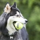 Kong Squeakair Balls - 3 small dog balls