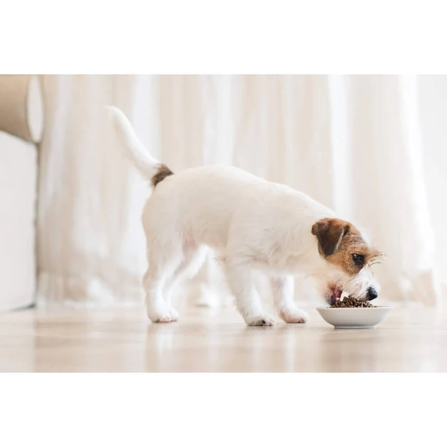 Schesir Medium Puppy con pollo - Alimento completo para cachorros de tamaño mediano, 12 kg