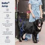Balto Jump – Orthopädische Kniebandage für das linke Knie bei kleinen Hunden, Größe S