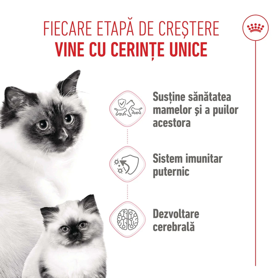 ROYAL CANIN Mother & BabyCat, droogvoer voor moederkatten en kittens, 2 kg