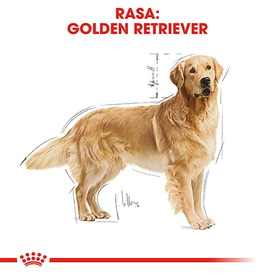 ROYAL CANIN Golden Retriever Adult, hrană uscată câini, 3kg