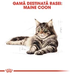 ROYAL CANIN Maine Coon Adult, croccantini per gatti, 4 kg