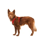 RUFFWEAR Front Rage Red Canyon, tweepuntsharnas (borst en rug) voor hondentraining, verstelbaar, reflecterend, rood, L-XL (81-107 cm)