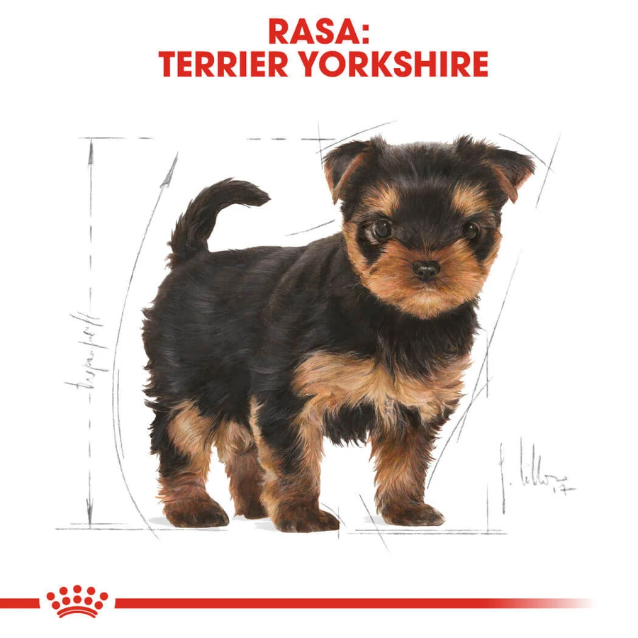 ROYAL CANIN Yorkshire Puppy, Trockenfutter für junge Hunde, 500 g