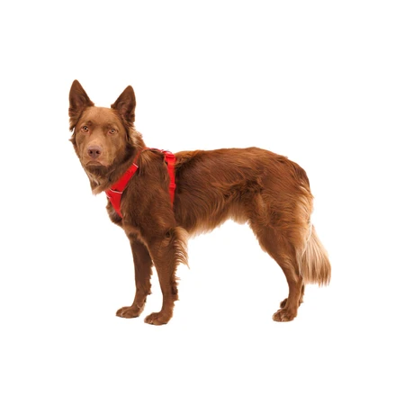 RUFFWEAR Front Rage Red Canyon, dwupunktowa (klatka piersiowa i plecy) uprząż treningowa dla psów, regulowana, odblaskowa, czerwona, rozmiar S (56–69 cm): ceny i cechy