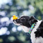 MAX & MOLLY Smart ID Ducklings, collier pour chien, réglable, polyester, bleu, boucle en forme de trident, XS